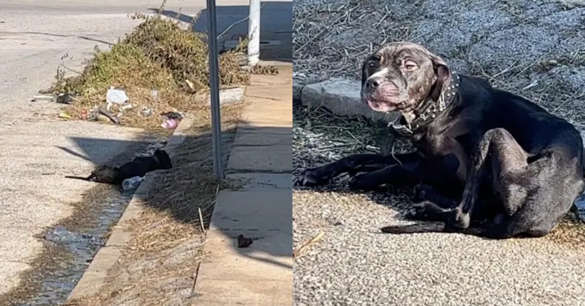 Il salvataggio di un cane randagio affamato ridotto in fin di vita