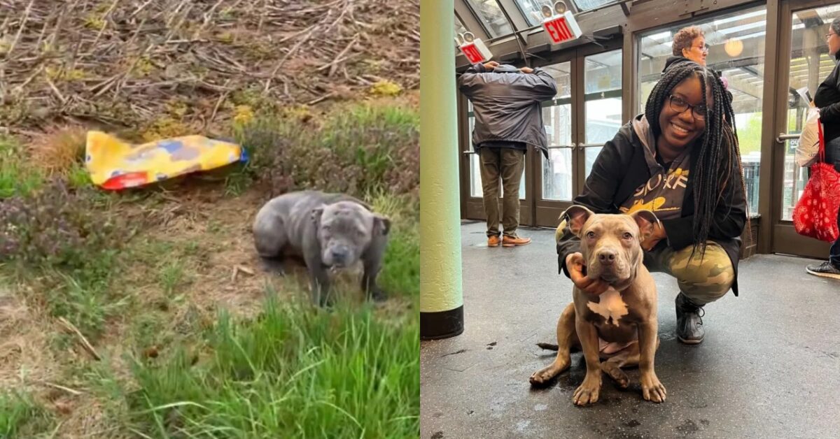 Trovano un cane abbandonato in campagna con a fianco solo una busta di cibo