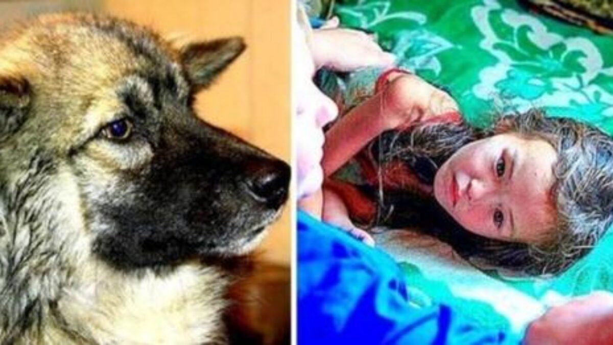 Un cane fedele tiene in vita il bambino di 3 anni smarrito per 12 ...