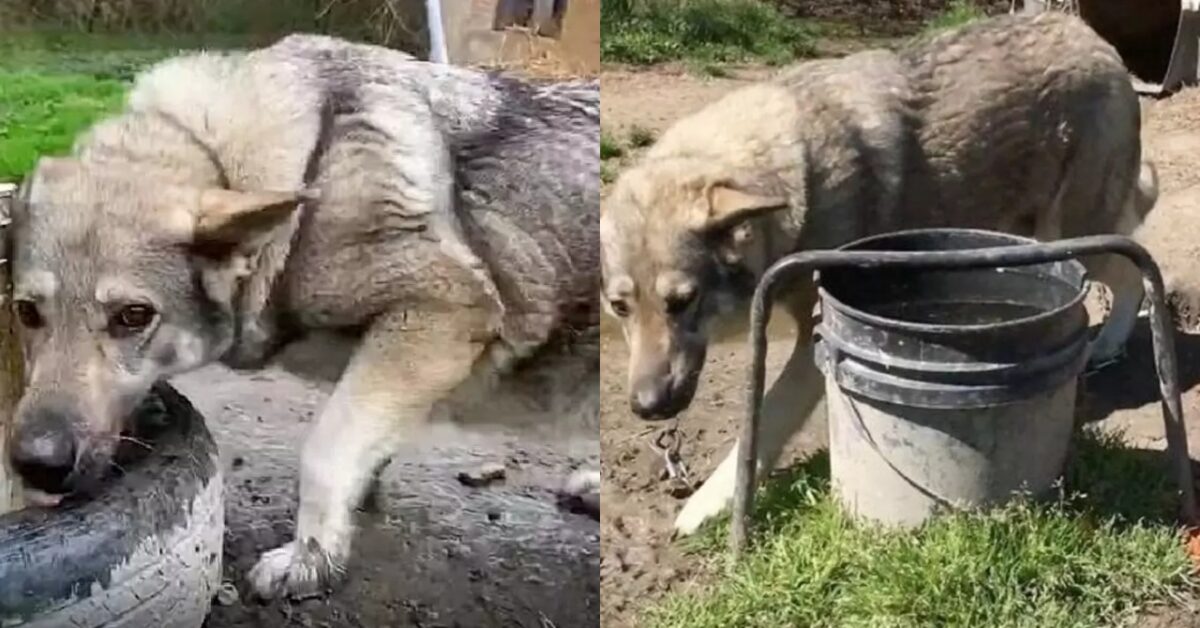 Il cane che per tutta la sua vita non ha conosciuto altro che dolore ...