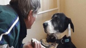 Una soccorritrice scrive una lettera accorata ai proprietari dell’alano, colpevoli di averlo abbandonato in montagna