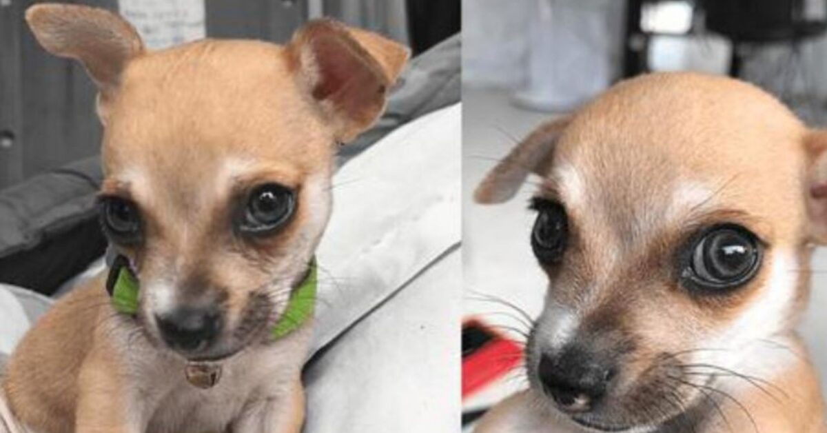 Piccolo Chihuahua con gli occhi più belli del mondo andiamo a conoscerlo