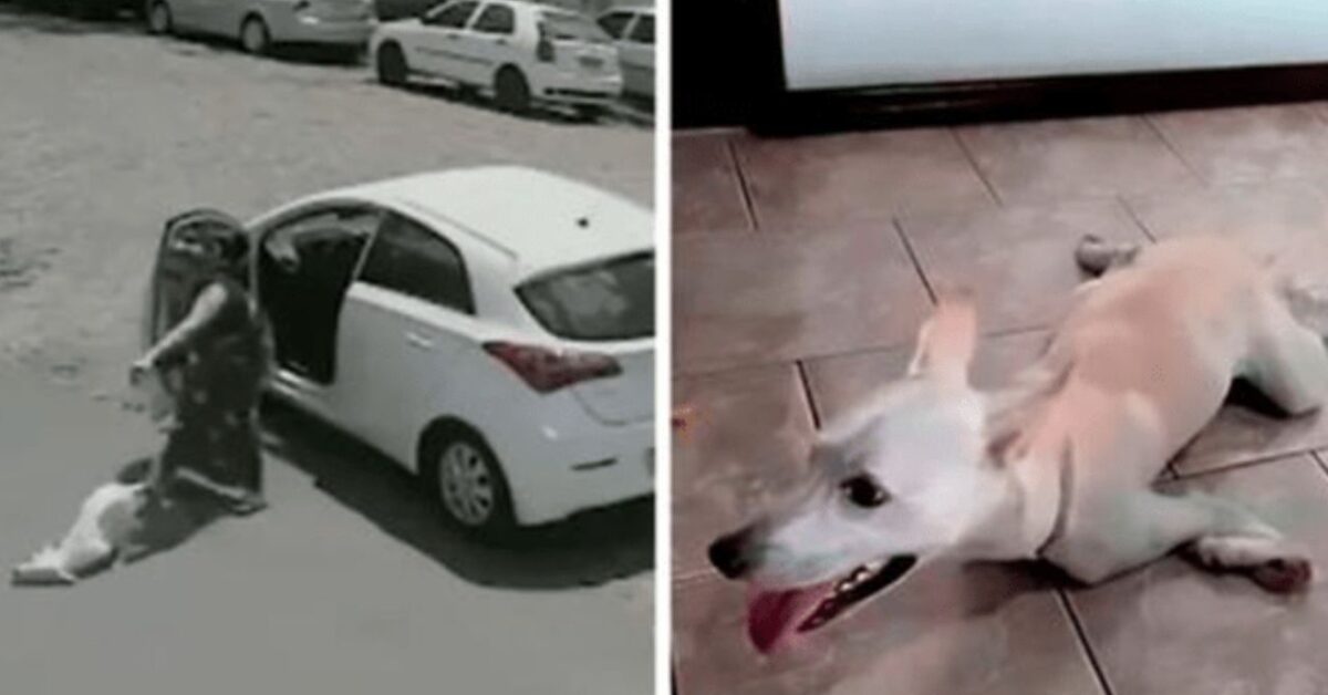 La rinascita di Tin Tin, il cane disabile abbandonato che ha iniziato ...