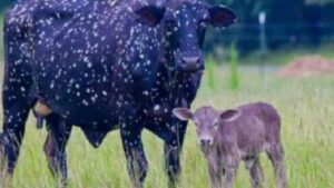 La mucca Celeste, anche detta la “mucca cosmica” ha un figlio e lo presenta al mondo