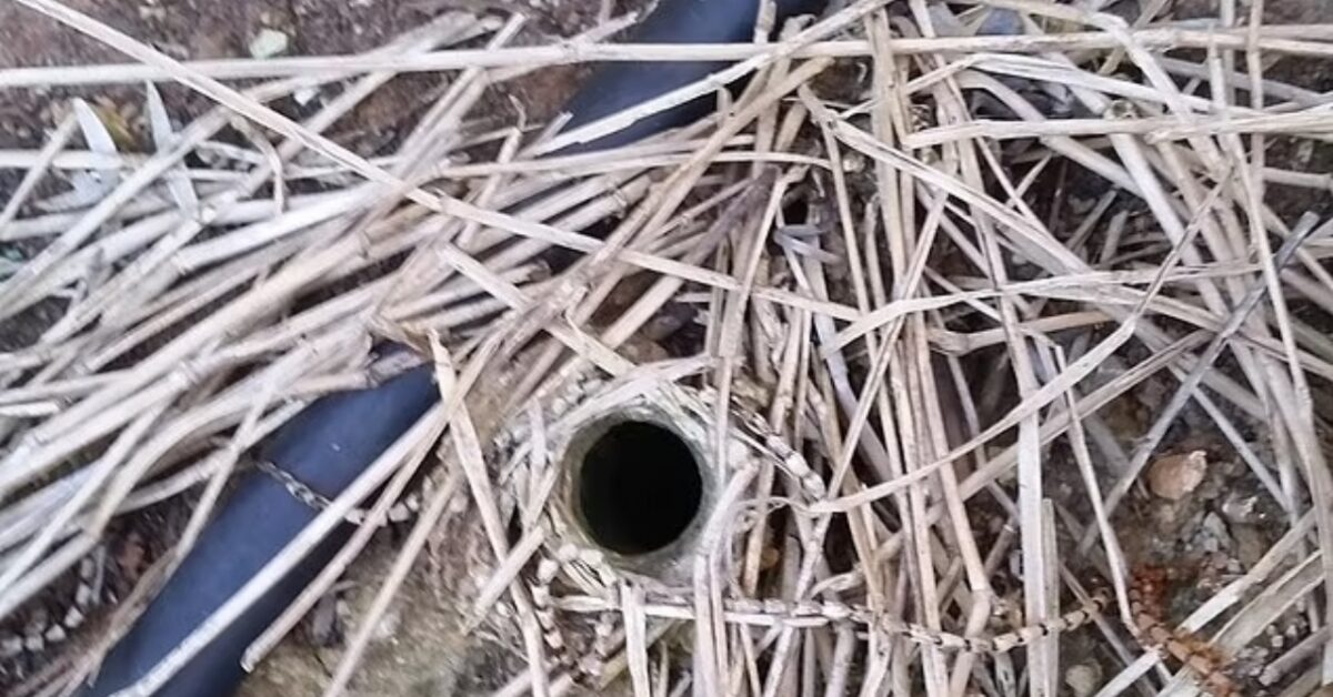 Un uomo in Australia ha scoperto la tana di un ragno lupo nel suo giardino