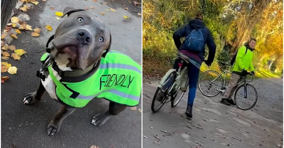 Le razze di cane più pericolose