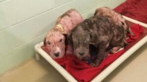 5 cuccioli di cane randagi trovati malati sul ciglio della strada accolgono i soccorritori con dei baci