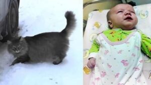 Questo gatto meraviglioso salva un neonato lasciato nella neve: è un eroe