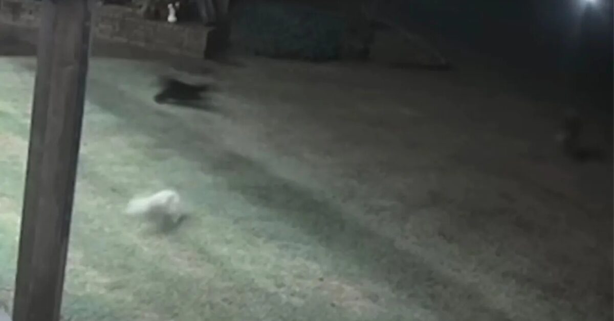 Gatto salva un cane dall'attacco di un coyote e lo porta via da un ...