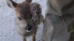 Piccolo cervo rimane solo sul ciglio della strada e dei passanti lo prendono con loro