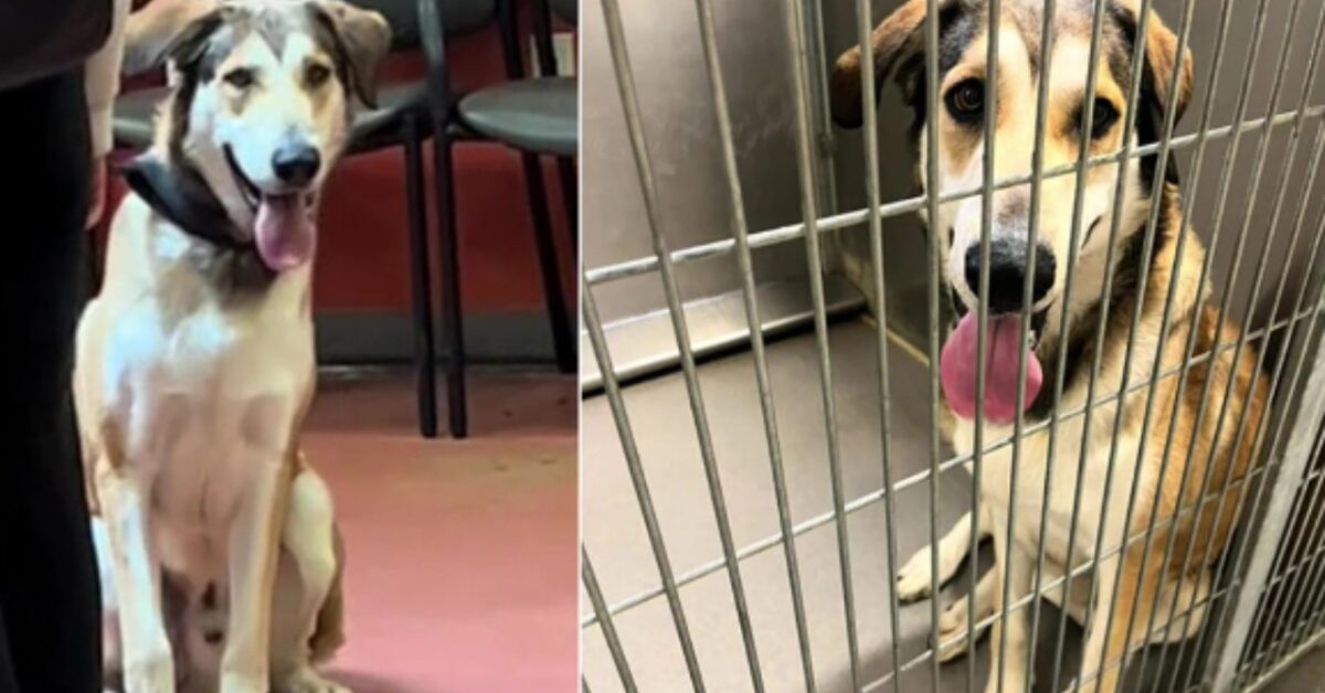 "È troppo grande": motivazione per aver riportato in rifugio un cane ...