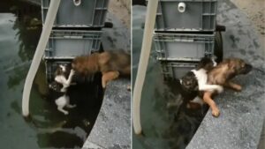 Eroico atto di un cane: si tuffa per salvare un gatto dall’annegamento in un laghetto (VIDEO)