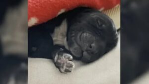Cucciolo abbandonato con un solo giorno di vita: aveva ancora il cordone ombelicale attaccato (VIDEO)