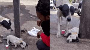 Cucciolo ferito a terra: il commovente pianto della mamma richiama l’attenzione dei cittadini (VIDEO)