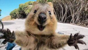 Dietro il dolce visino del Quokka si nasconde un lato oscuro: il suo straordinario istinto di sopravvivenza