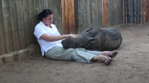 Cucciolo di rinoceronte orfano si sente solo e non riesce più a riposare senza la sua mamma (VIDEO)