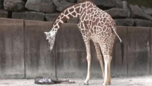 Mamma giraffa accoglie il suo cucciolo: un tenero incontro catturato dalle telecamere (VIDEO)