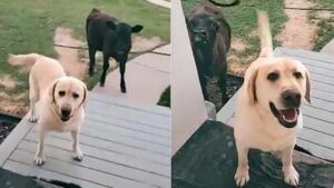 Una passeggiata insolita: Labrador fa amicizia con un vitellino nero (VIDEO)