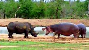 Mamma ippopotamo sfida un rinoceronte per la sicurezza del suo cucciolo (VIDEO)