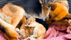 L’abbraccio compassionevole del Pastore Tedesco: due cuccioli di leone accolti con amore