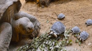 La sorprendente maternità: una tartaruga di terra diventa mamma per la prima volta all’età di 80 anni (VIDEO)