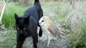 Legami improbabili: quando un gufo incontra un gatto (VIDEO)