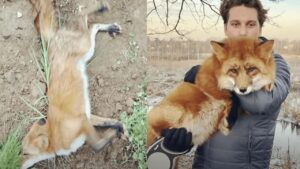 Una nuova vita per la volpe: la storia del giovane che la salva dall’allevamento di pellicce (VIDEO)