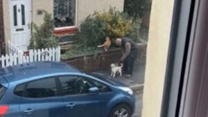 Uomo aiuta il suo cane a fare amicizia con un gatto su un muretto (VIDEO)
