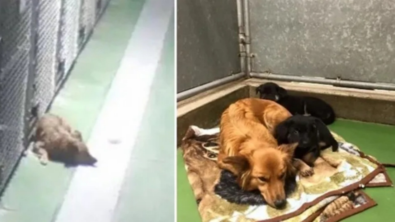 Cagnolina si prende cura di due cuccioli