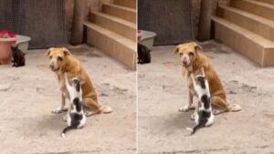 Cane cieco e malato trova conforto ed amicizia in un due gatti (VIDEO)