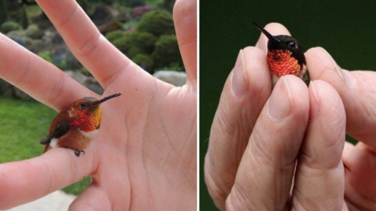 Colibrì delle api: una specie incantevole