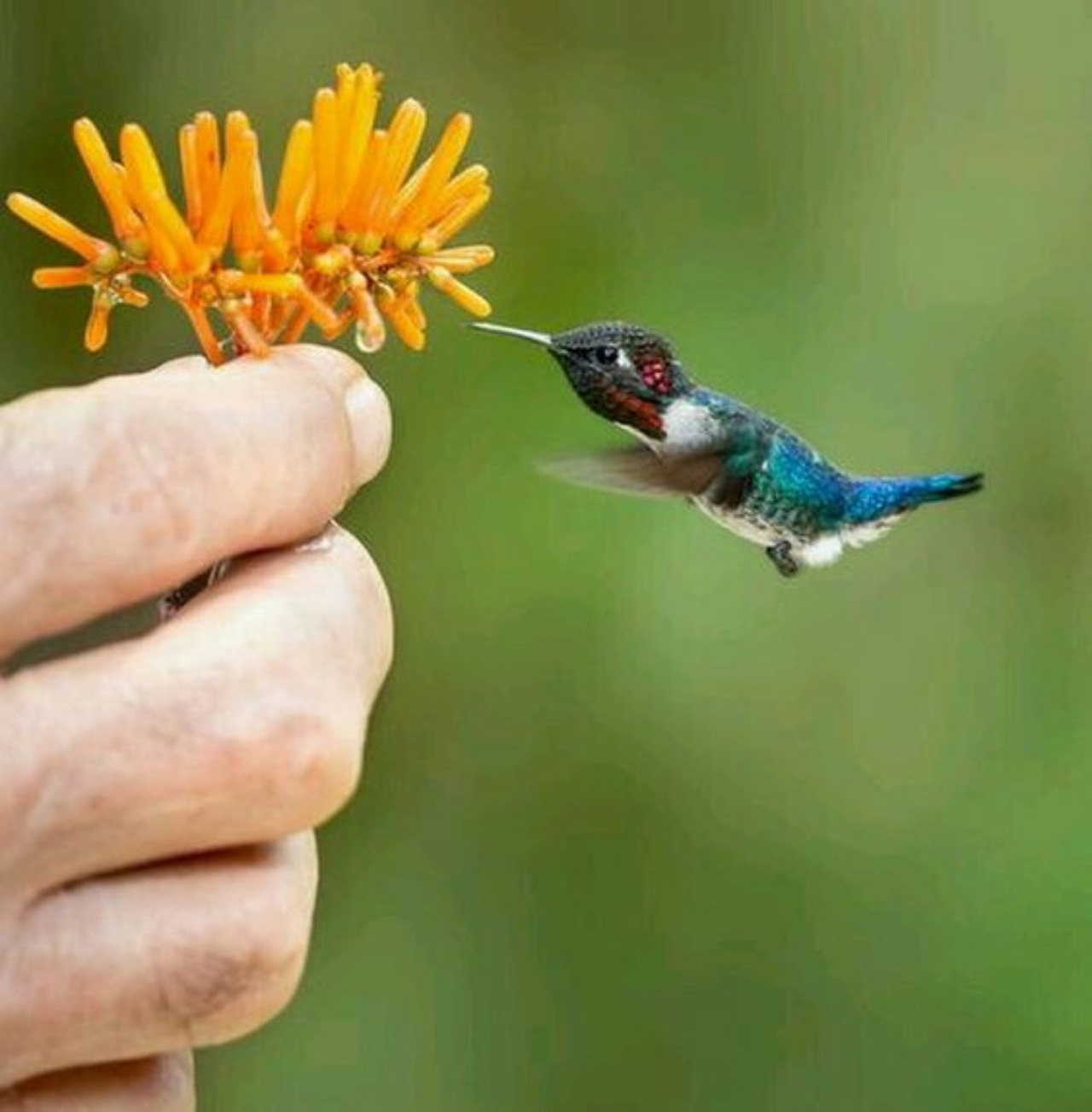 Colibrì delle api: una specie incantevole