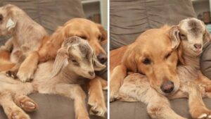 Un Golden Retriever instaura un legame materno con le caprette: non riesce a separarsi da loro