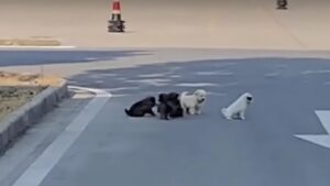 Mamma cane ricorre all’aiuto dei passanti per salvare i suoi cuccioli (VIDEO)