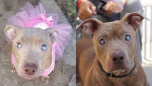 Poly, il Pitbull cieco che ha trovato una nuova famiglia dopo l’abbandono