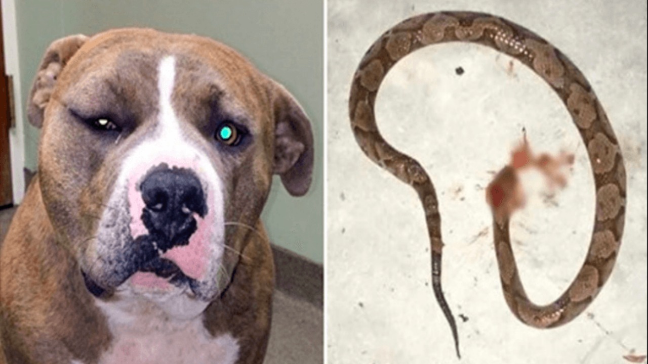 Pitbull protegge la sua padrona da un serpente a sonagli