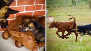 Un vitello fuori dagli schemi: cresciuto come un cane in mezzo ai Pastori Tedeschi (VIDEO)
