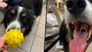 Border Collie supera un’emergenza medica: sopravvive a una pallina in gola grazie a un foro centrale