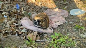Cagnolina abbandonata nel bosco con solo una  sua vecchia e sporca coperta: il suo dolce sguardo commuove i soccorritori (VIDEO)