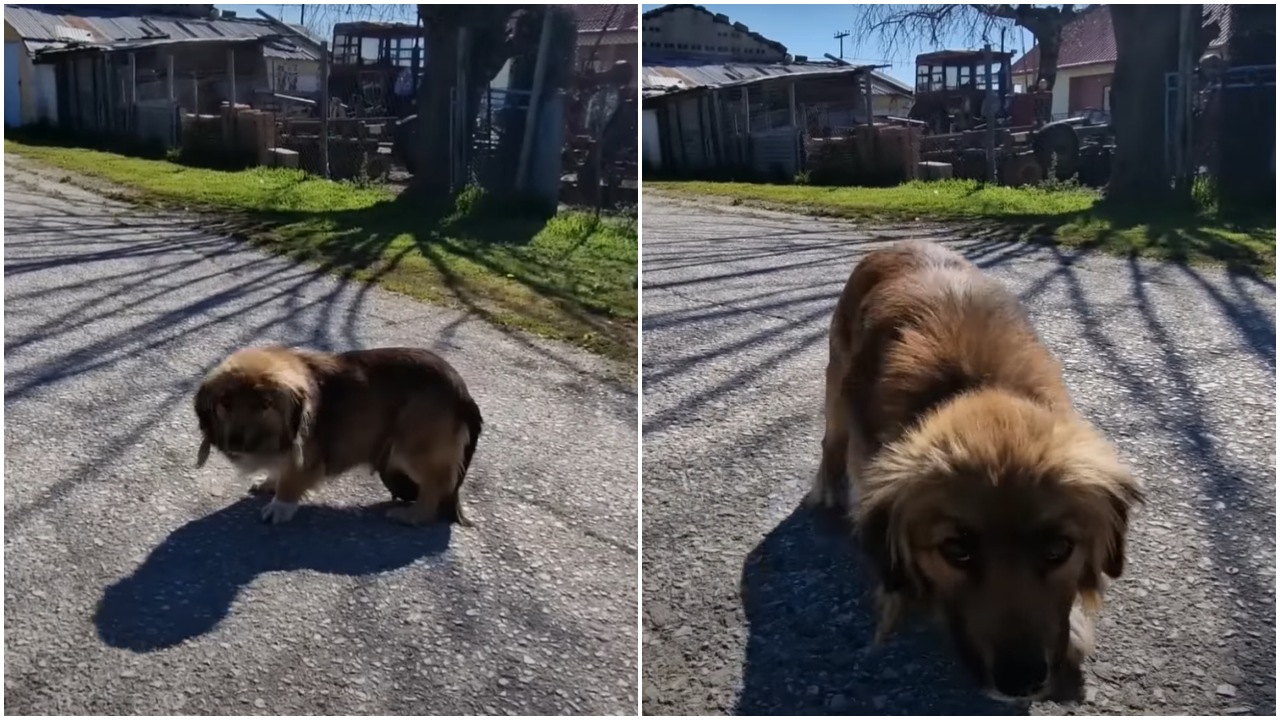 Cagnolina randagia con una massa addominale