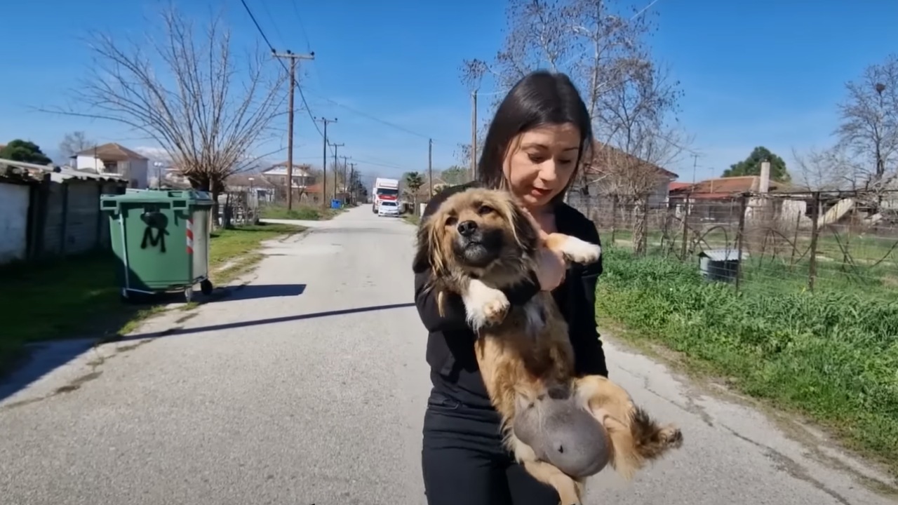 Cagnolina randagia con una massa addominale