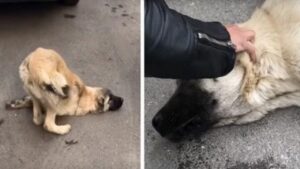 Soccorritore trova un cane randagio disteso a terra: paralizzato dopo l’incidente