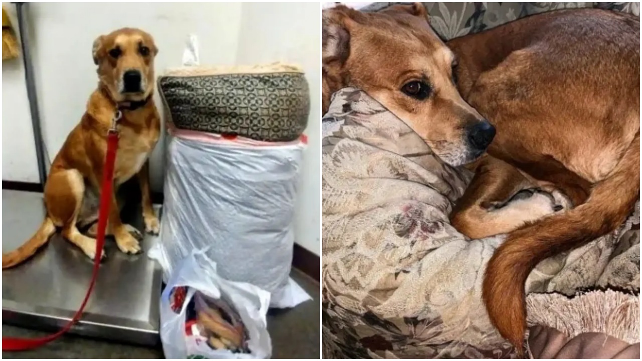 Cane riportato in rifugio dopo 2 settimane