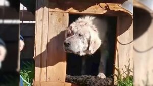 Proprietari si dileguano e lasciano il cane legato nella cuccia (VIDEO)
