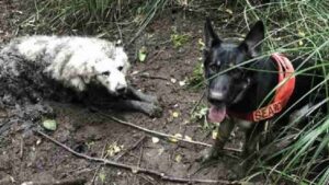 Un cane soccorritore trova un cagnolino intrappolato nel fango per due giorni