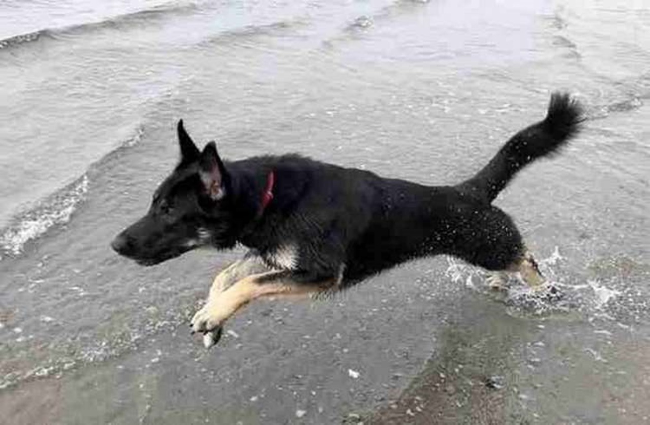 Cane disperso nel bosco, intrappolato nel fango