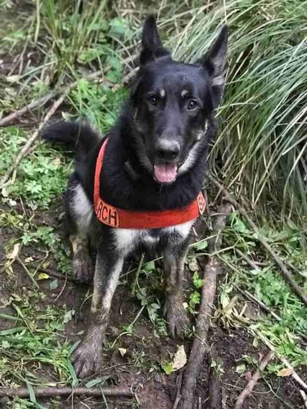 Cane disperso nel bosco, intrappolato nel fango