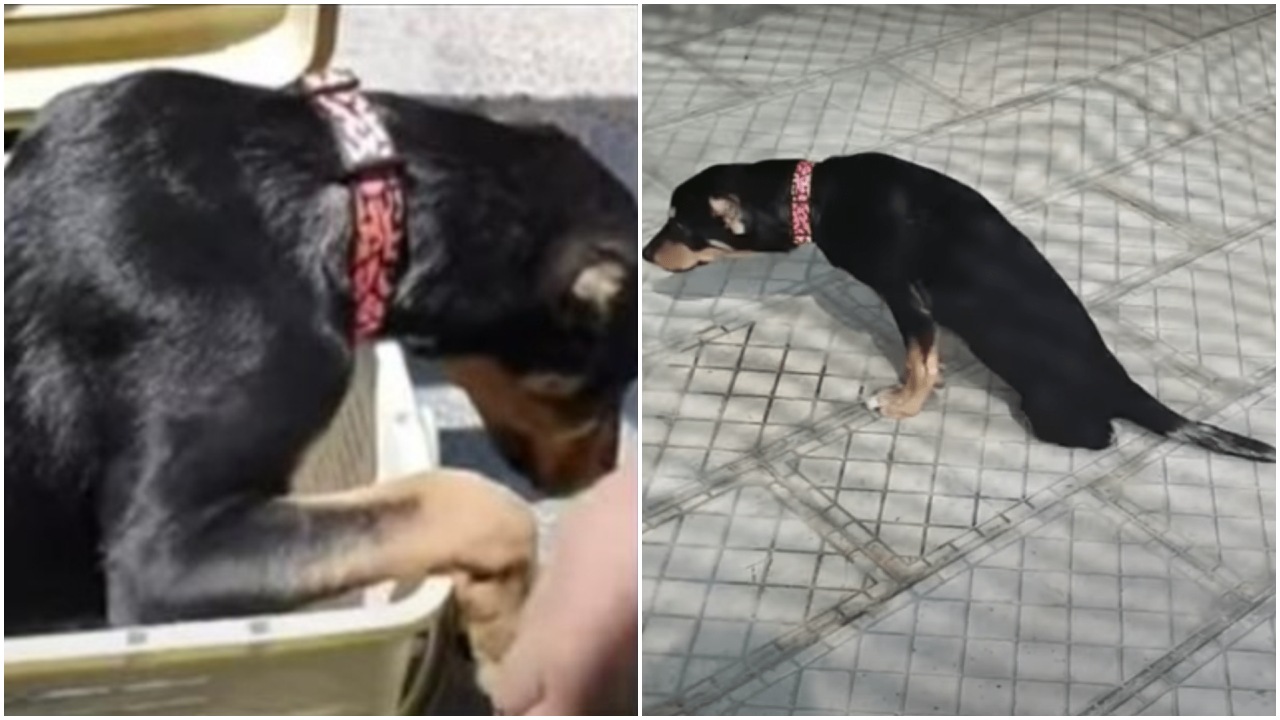 Cane randagio maltrattato da ragazzini