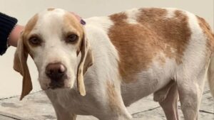 Una seconda chance per un cane randagio che, dopo anni di solitudine, trova una brava famiglia e la compagnia di tanti orsacchiotti (VIDEO)