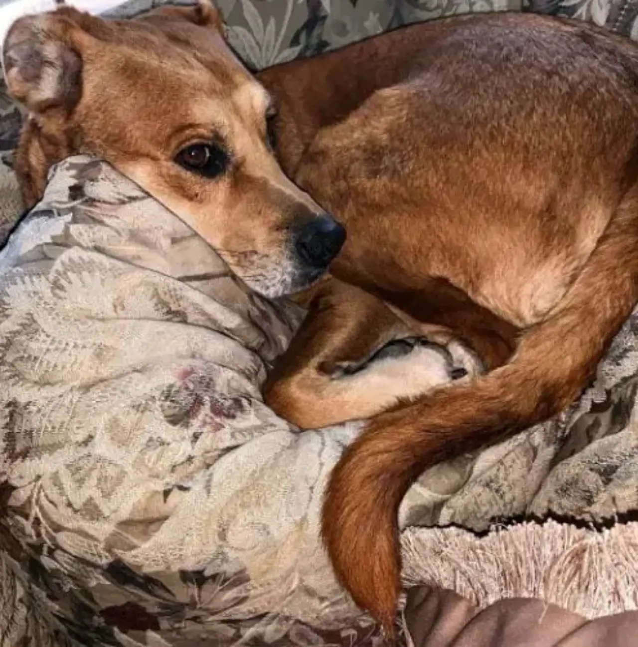 Cane riportato in rifugio dopo 2 settimane